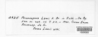 Peronospora lamii image